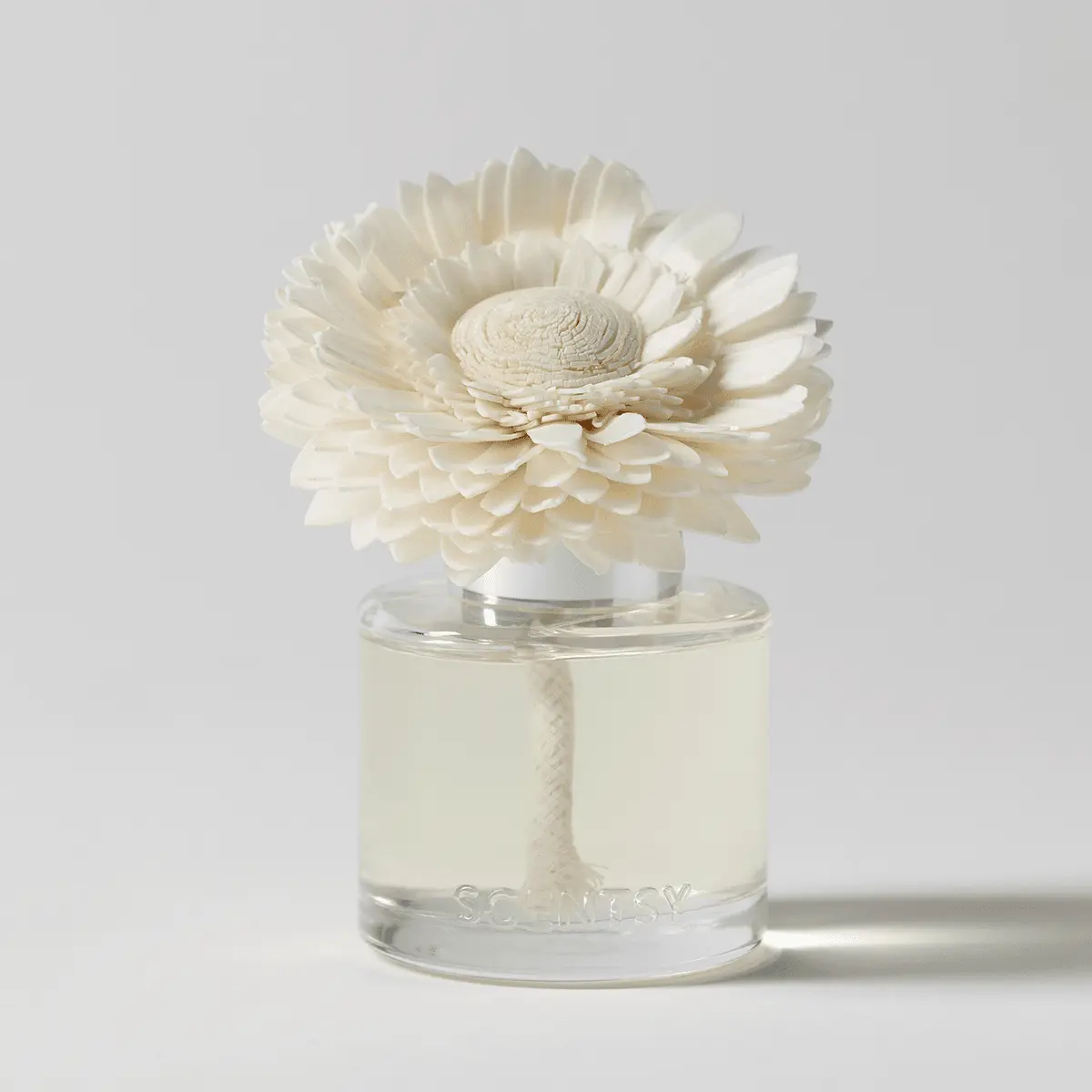 Bora Bora Blossom – Dainty Daisy Fragrance Flower photo 2