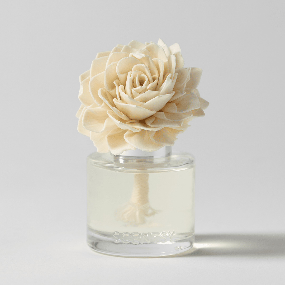 Bora Bora Blossom – Dahlia Darling Fragrance Flower photo 2