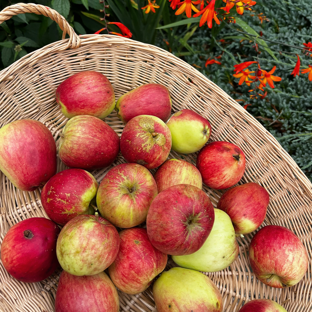 Johnny Appleseed Scentsy Swipes photo 2