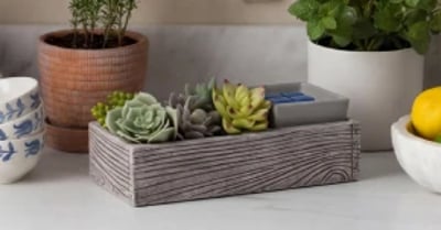 Suc-cute-lent Warmer + Two free Scentsy Bars