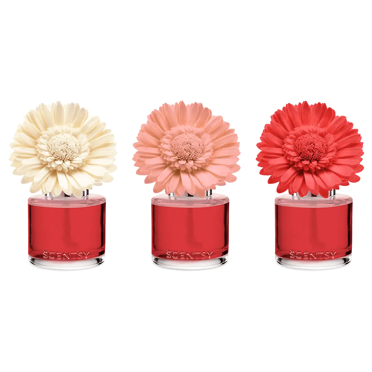Santorini Blossoms – Dainty Daisy Fragrance Flower photo 3