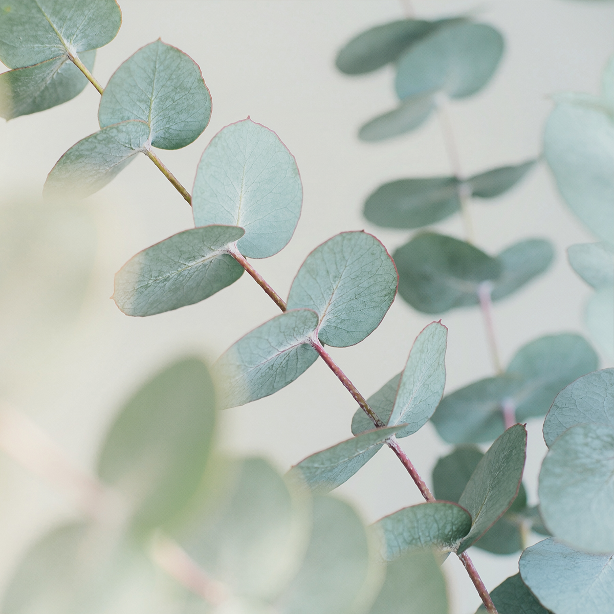 Eucalyptus 100% Pure Essential Oil 100% Pure Essential Oil photo 2