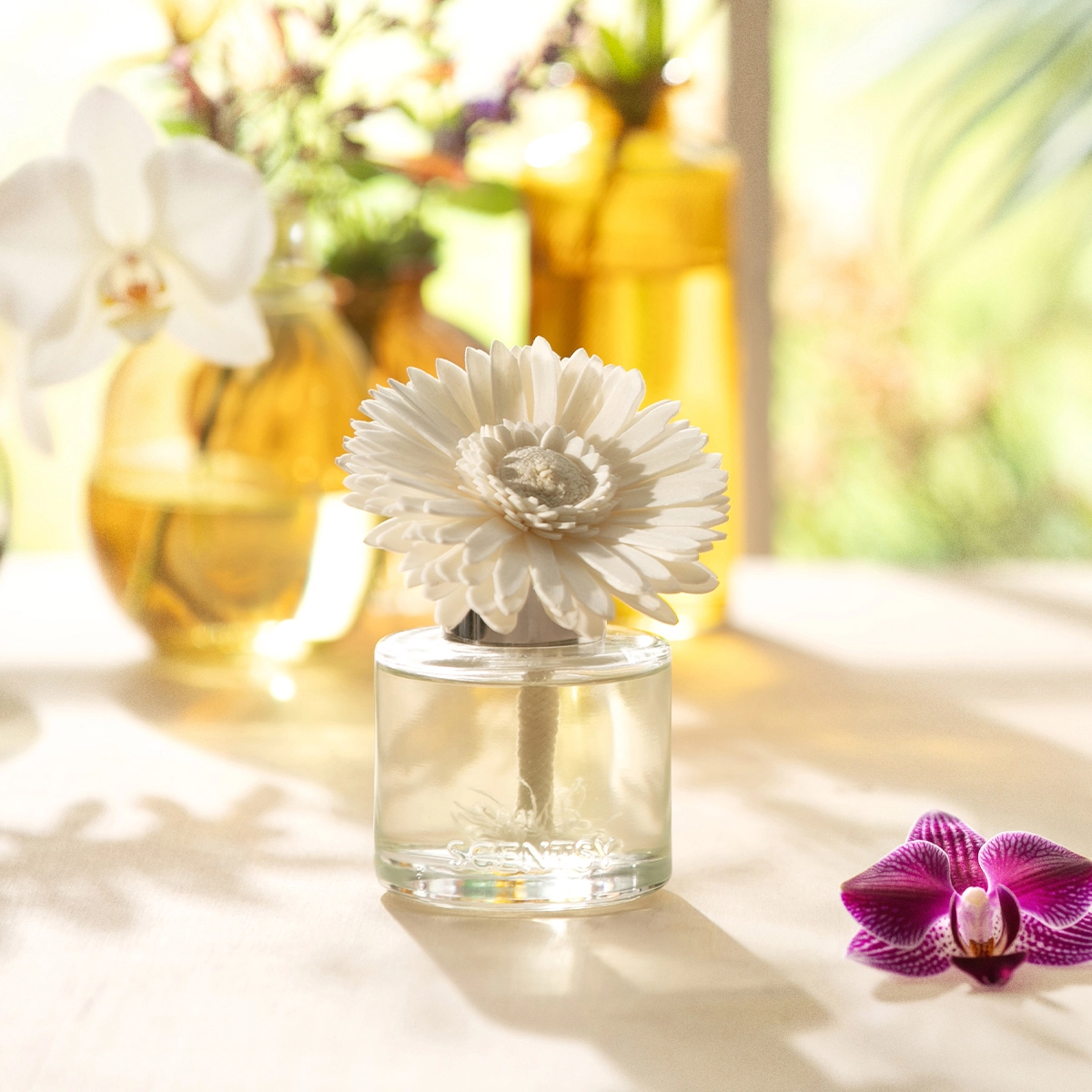 Late-Night Novel – Dainty Daisy Fragrance Flower photo 4